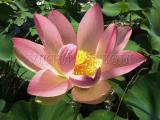 tavirózsa - Nelumbo nucifera indiai lotos virág